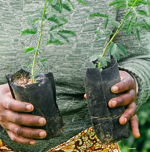 planting-img