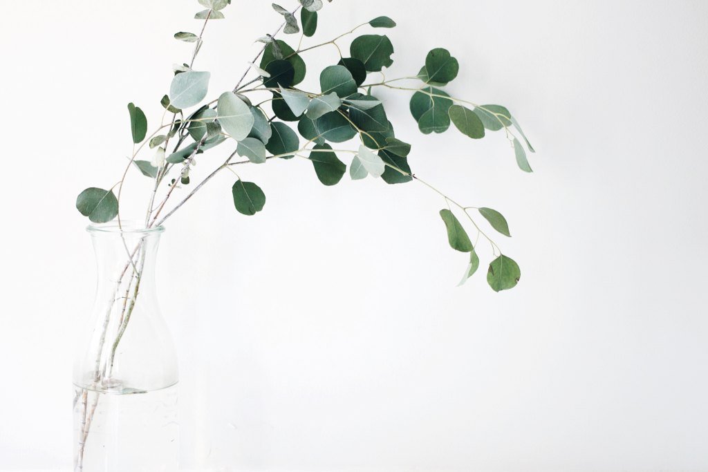 5 eucalyptus oil benefits you need to  know - Conscious Items