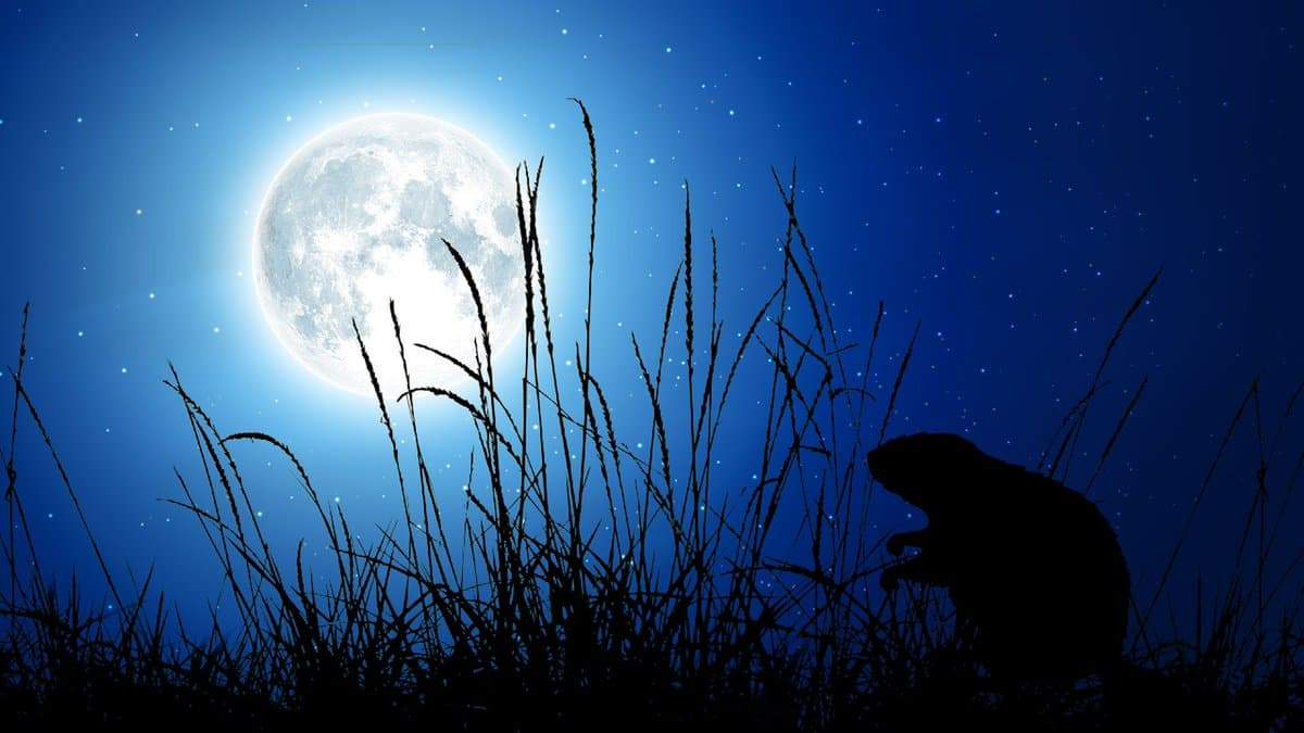 Tonight, Unleash Your Beaver Moon Rituals