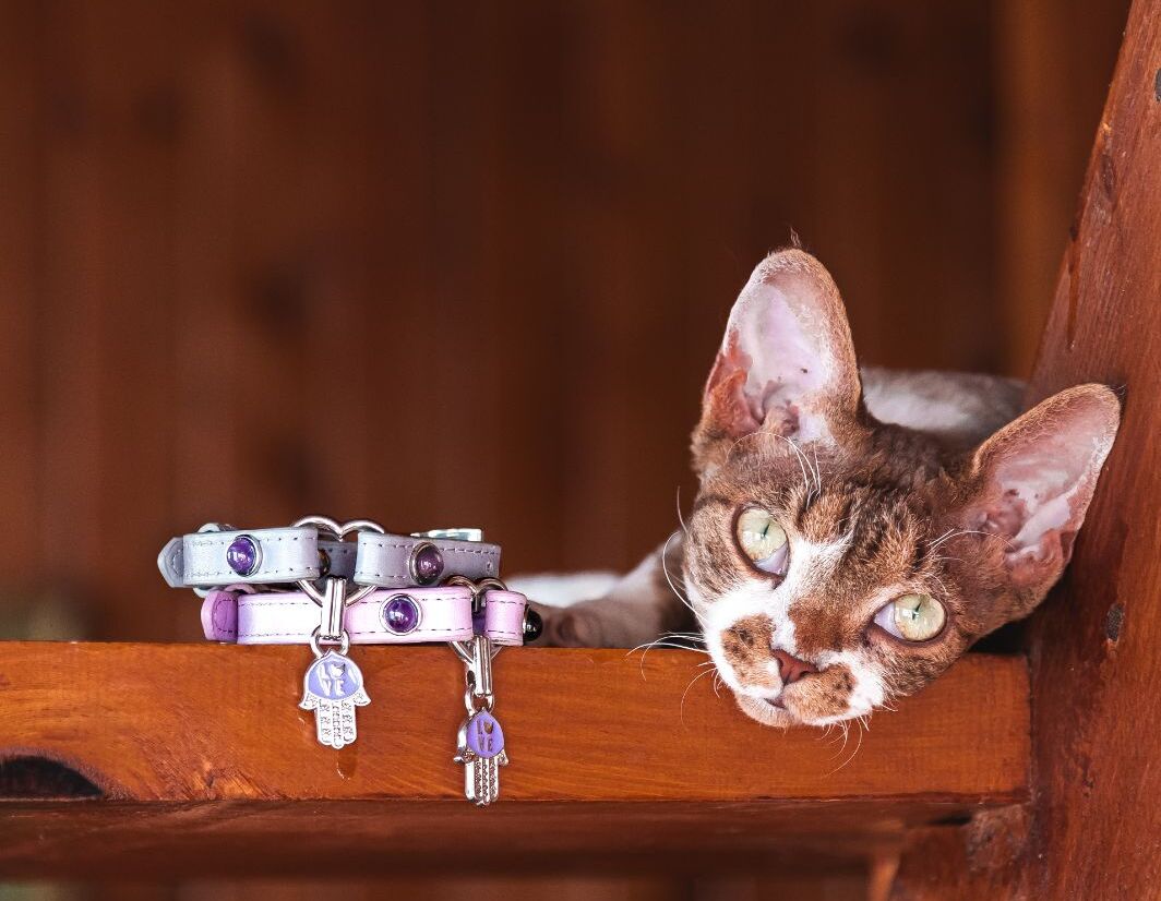 For Pets - Conscious Items