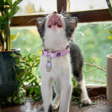 Thumbnail for Eu amo meu gato - colar e pulseira combinando (3 pcs)