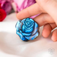 Wunderschön einzigartig - blühende Rose der Singularität